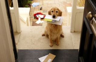 dog letter